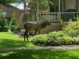 Elk-in-the-Yard