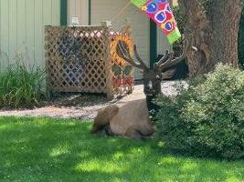 Elk