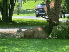 Elk (1)