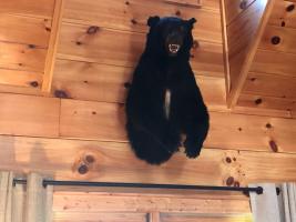 Bear-on-Wall